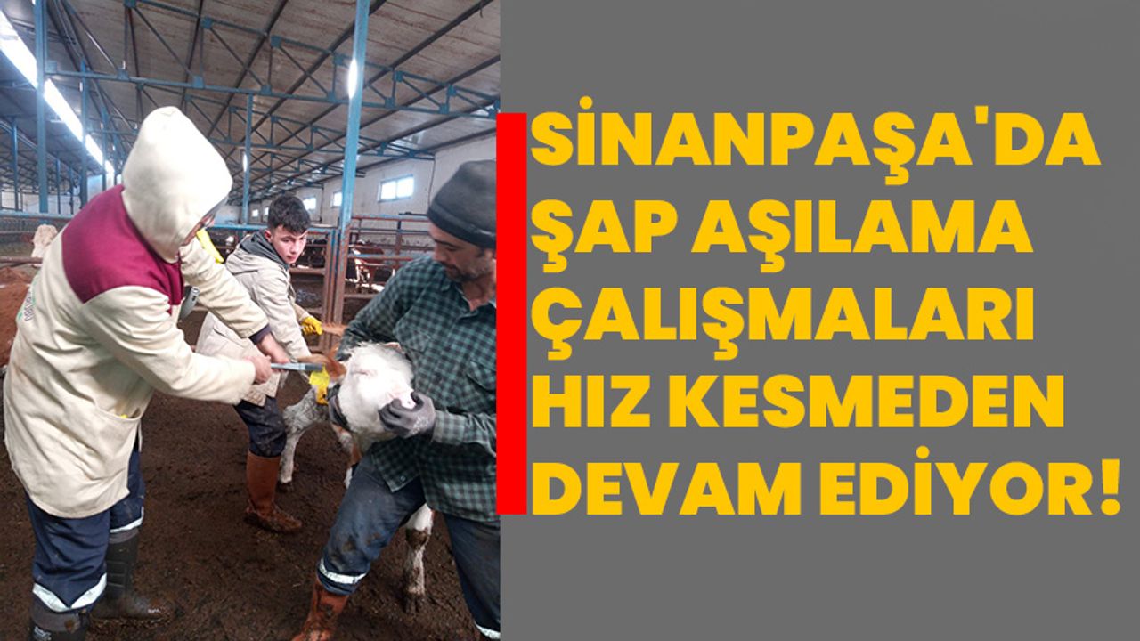 Sinanpaşa'da Şap Aşılama Çalışmaları Hız Kesmeden Devam Ediyor!