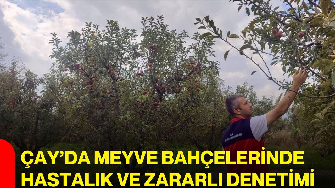 Çay’da Meyve Bahçelerinde Hastalık Ve Zararlı Denetimi