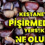 Kestaneyi pişirmeden yersek ne olur?