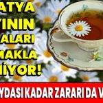 Papatya çayının faydaları saymakla bitmiyor! Peki, faydası kadar zararı da var mı?
