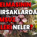 Yer elmasının bağırsaklardaki olumsuz etkileri neler?