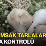 Sarımsak tarlalarında saha kontrolü