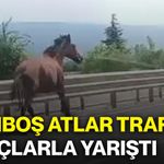 Başıboş atlar trafikte araçlarla yarıştı: Yol adeta hipodroma döndü