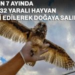 Bu yılın 7 ayında 4 bin 732 yaralı hayvan tedavi edilerek doğaya salındı