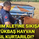 Tarım aletine sıkışan büyükbaş hayvan nasıl kurtarıldı?