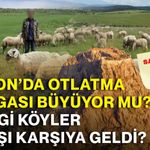 Afyon’da otlatma kavgası büyüyor mu? Hangi köyler karşı karşıya geldi?