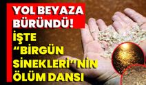 Yol Beyaza Büründü! İşte Birgün Sineklerinin Ölüm Dansı