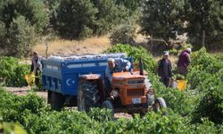 Bağ bozumu başladı