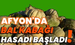 Afyon'da bal kabağı hasadı başladı!