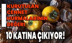 Kurutulan Cennet Hurmalarının değeri 10 katına çıkıyor!