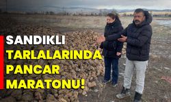 Sandıklı tarlalarında pancar maratonu!