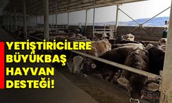 Yetiştiricilere büyükbaş hayvan desteği!