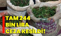 Tam 244 bin lira ceza kesildi!