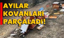 Ayılar Kovanları Parçaladı!