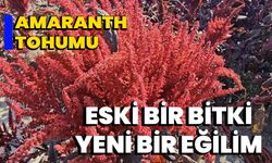 Amaranth Tohumu: Eski Bir Bitki, Yeni Bir Eğilim