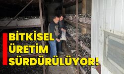 Bitkisel üretim sürdürülüyor!