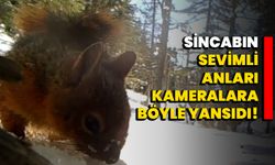 Sincabın sevimli anları kameralara böyle yansıdı!