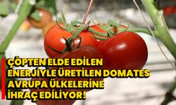 Çöpten elde edilen enerjiyle üretilen domates Avrupa ülkelerine ihraç ediliyor!