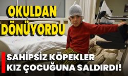 Okuldan dönüyordu: Sahipsiz köpekler kız çocuğuna saldırdı!