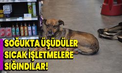 Soğukta üşüdüler, sıcak işletmelere sığındılar!  