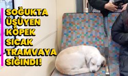 Soğukta üşüyen köpek sıcak tramvaya sığındı!  
