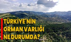 Türkiye'nin orman varlığı ne durumda?
