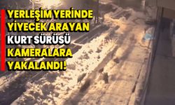 Yerleşim yerinde yiyecek arayan kurt sürüsü kameralara yakalandı!
