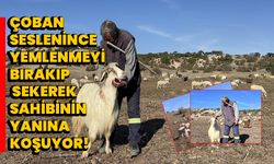 Çoban seslenince yemlenmeyi bırakıp sekerek sahibinin yanına koşuyor!