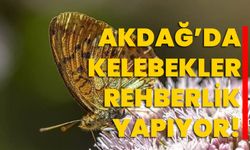 AKDAĞ’DA KELEBEKLER REHBERLİK YAPIYOR