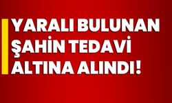 Yaralı bulunan şahin tedavi altına alındı!