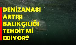 Marmara Denizi'nde denizanası artışı balıkçılığı tehdit mi ediyor?