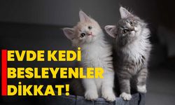 Evde kedi besleyenler dikkat!