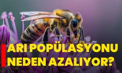 Arı popülasyonu neden azalıyor?