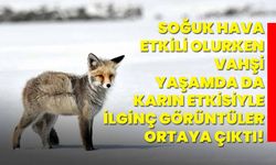 Kars ve Ardahan'da soğuk hava etkili olurken vahşi yaşamda da karın etkisiyle ilginç görüntüler ortaya çıktı!