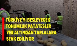 Türkiye'yi besleyecek tohumluk patatesler yer altından tarlalara sevk ediliyor