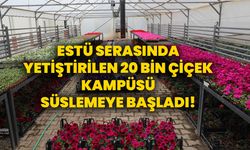 ESTÜ serasında yetiştirilen 20 bin çiçek kampüsü süslemeye başladı!