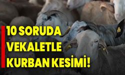 10 soruda vekaletle kurban kesimi