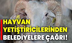 Hayvan yetiştiricilerinden belediyelere çağrı!