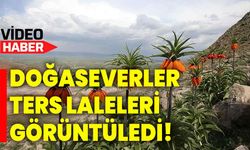 Doğaseverler, ters laleleri görüntüledi!