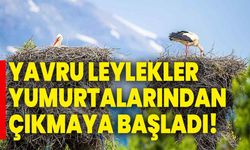 Yavru leylekler yumurtalarından çıkmaya başladı