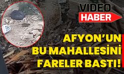 Afyon’un bu mahallesini fareler bastı!