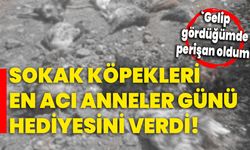 Sokak köpekleri en acı Anneler Günü hediyesini verdi!