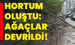 Hortum oluştu: Ağaçlar devrildi!