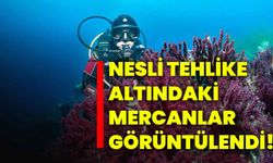 Nesli tehlike altındaki mercanlar görüntülendi!