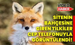 Sitenin bahçesine giren tilkiler cep telefonuyla görüntülendi!