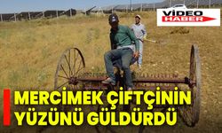 Mercimek Çiftçinin Yüzünü Güldürdü