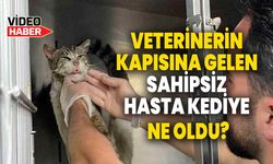 Veterinerin kapısına gelen sahipsiz hasta kediye ne oldu?