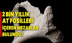 2 bin yıllık at fosilleri içeren mezarlar bulundu!