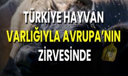 Türkiye Hayvan Varlığıyla Avrupa’nın Zirvesinde