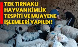 Tek tırnaklı hayvan kimlik tespiti ve muayene işlemleri yapıldı!